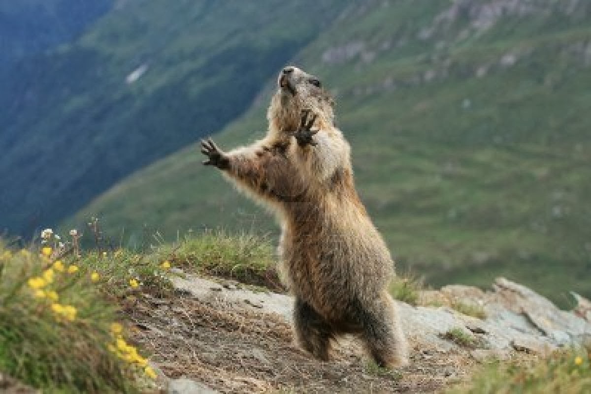 Marmot Logo photo - 1