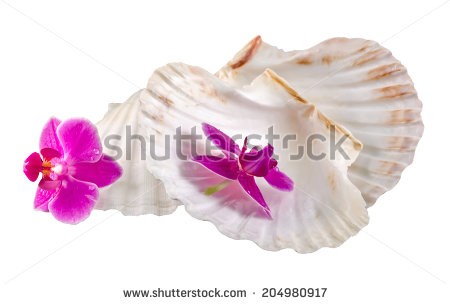 Orhideea Logo photo - 1