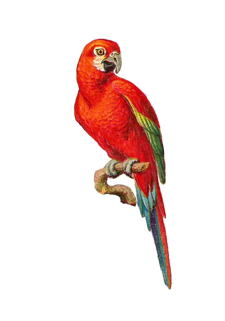 Parrot Logo photo - 1